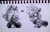 Size: 2048x1323 | Tagged: safe, artist:glitchynii, tangle the lemur, whisper the wolf, 2024, blushing, cute, duo, eyes closed, fangs, greyscale, grin, hands together, heart, lesbian, looking at them, monochrome, pencilwork, shipping, smile, smiling at them, tangle x whisper, traditional media, wink, winking at them